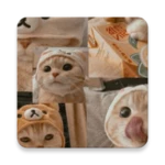 cute cat wallpaper android application logo